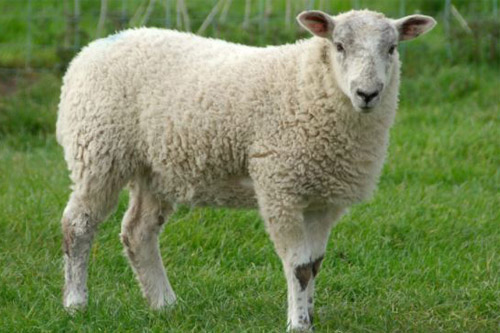 sheep-con-cuu
