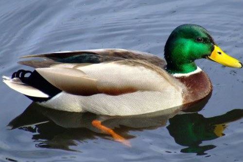 duck-con-vit
