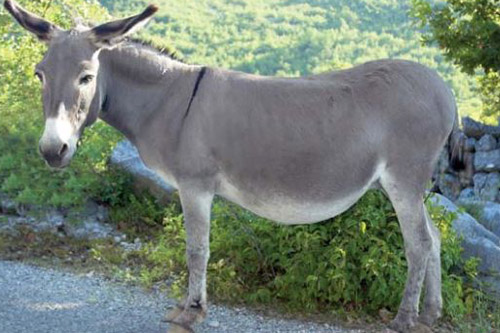 donkey-con-lua